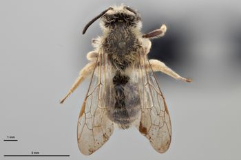 Media type: image;   Entomology 770363 Aspect: habitus dorsal view